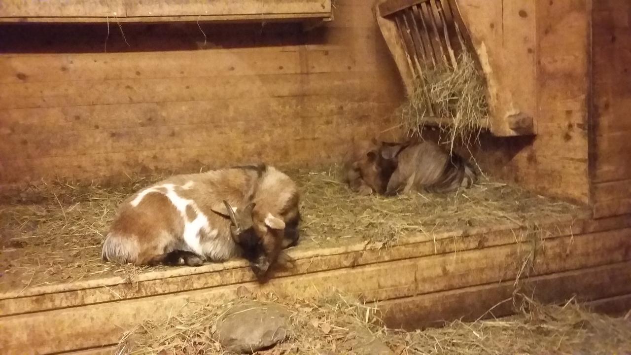 Hotel Restaurant Schonau Wildhaus Eksteriør bilde